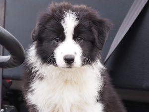 Border Collie puppy for sale by BINBIRRIM