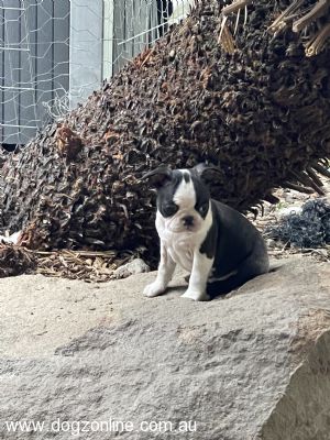Boston Terrier puppy for sale by EXALTARE