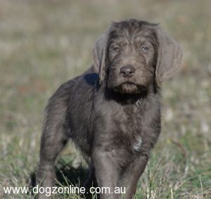 Wirehaired Slovakian Pointer puppy for sale by GRAUSTURM