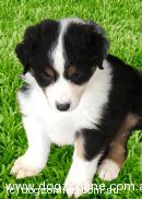 Australian Shepherd puppy for sale by HOTNOTE