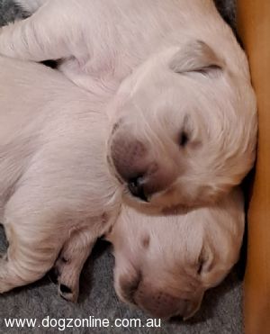 Golden Retriever puppy for sale by KATREVE