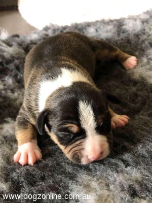 American Staffordshire Terrier puppy for sale by REDWHITENBLU