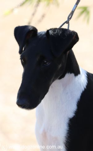 Fox Terrier (Smooth) dog for sale by PRIORSWOODKENNELS