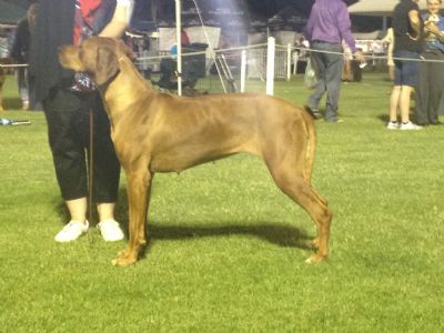 Uberidge Rattle n Hum Rhodesian Ridgeback
