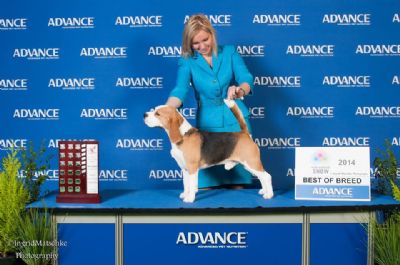 Champion Treeview Nitro Charger Beagle
