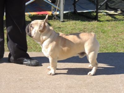 Cauzinhavoc showem I'm top gun French Bulldog
