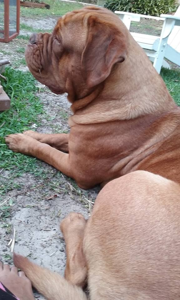 Amedange Kissed by Fire Dogue de Bordeaux