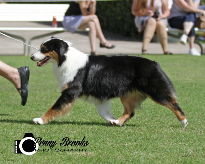 Cuebiyar Mistress OfThe Ships Australian Shepherd