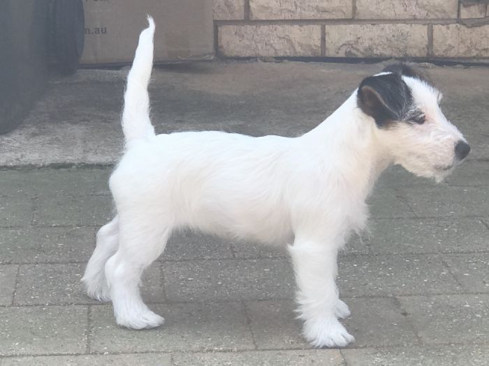 Aust Ch Rogojin Pandamonium Jack Russell Terrier