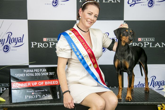 Gr Ch Guardian Ivys Fabulous Image (AI) German Pinscher