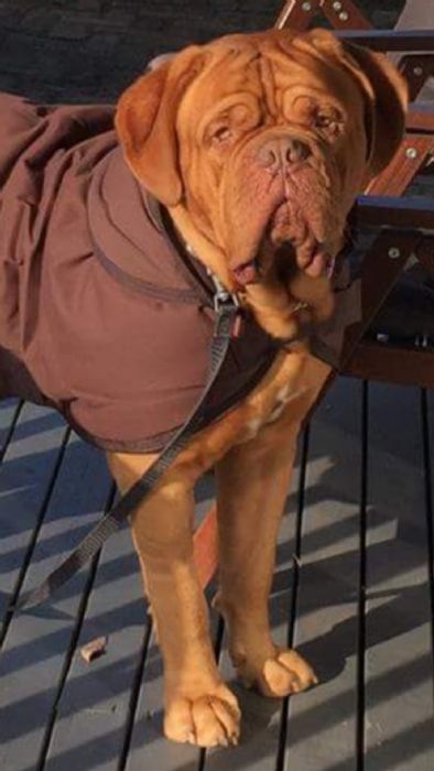 Amedange Heaven Sent Dogue de Bordeaux