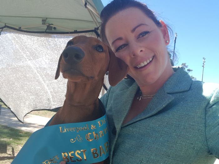 Ch Angelsun Powerful Two Point O German Pinscher