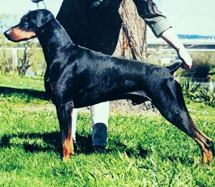 MBIS/MBISS Aust/NZ Ch Itzz The Preacherman Dobermann