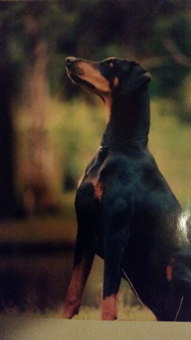 Aust Ch Itzz Voodoo Dream Dobermann