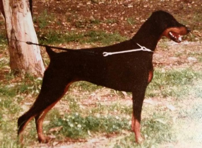 Aust Ch Itzz Rise N Shine Dobermann
