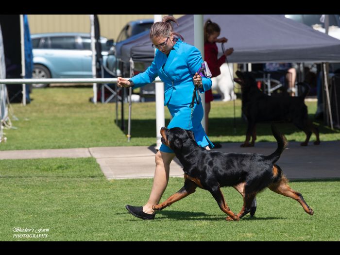Aust Ch Alchemy China Cat Sunflower Rottweiler - Owned by Alchemy ...