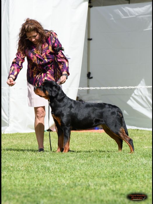 Aust Ch Alchemy China Cat Sunflower Rottweiler - Owned by Alchemy ...