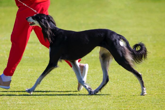 Grantulla Nuriyah JC Saluki