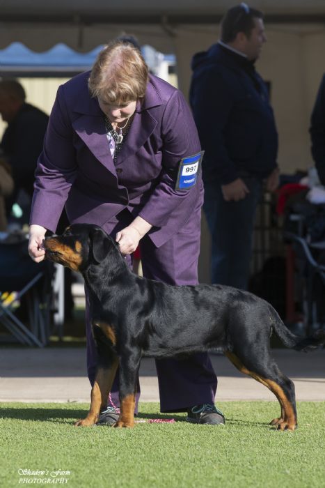 Morgerot Dorota (Ai) Rottweiler