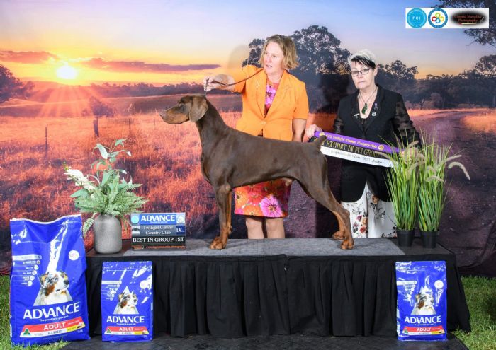 MULTI BIS AUST CH Vansitar Smoking Gun (AI) Imp NZ Dobermann
