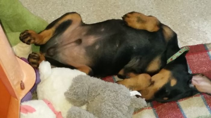 Aust Ch Itzz Dream Master Dobermann