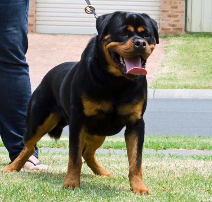 Von Zennith Flokii Rottweiler - Owned by Maria K
