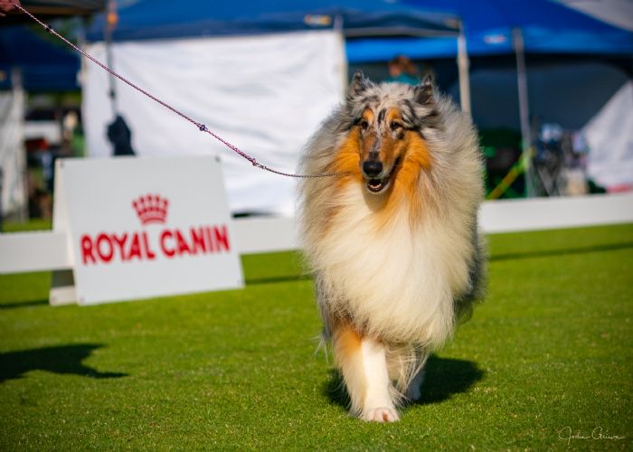 Australian Champion Joshwyn It Had to be Blue Collie (Rough)