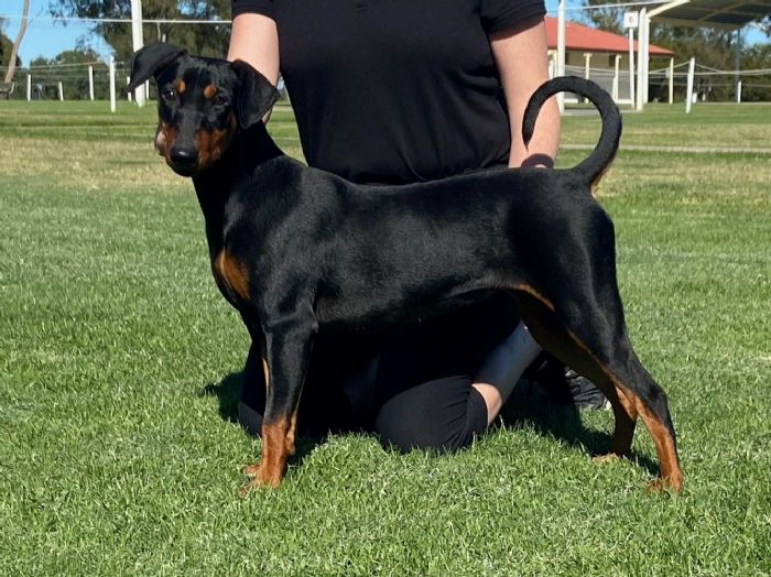 Newasgard Demon in Disguise German Pinscher