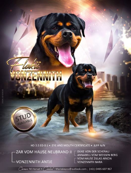 Von Zennith Flokii Rottweiler - Owned by Maria K