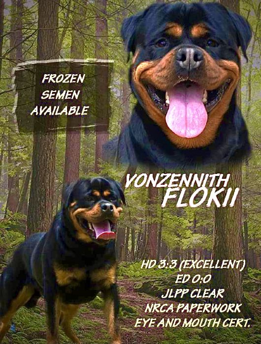 Von Zennith Flokii Rottweiler - Owned by Maria K
