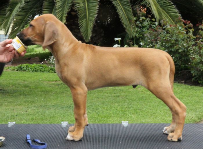 AUST. CH. Macumazahn Hello Its Me (AI) Rhodesian Ridgeback - Owned by ...
