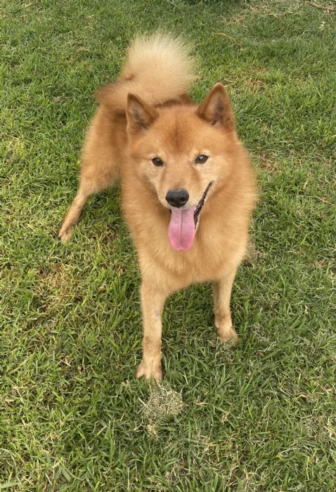 NZ CH Sukunimi’s Antipodean Kiwi (imp Uk) Finnish Spitz
