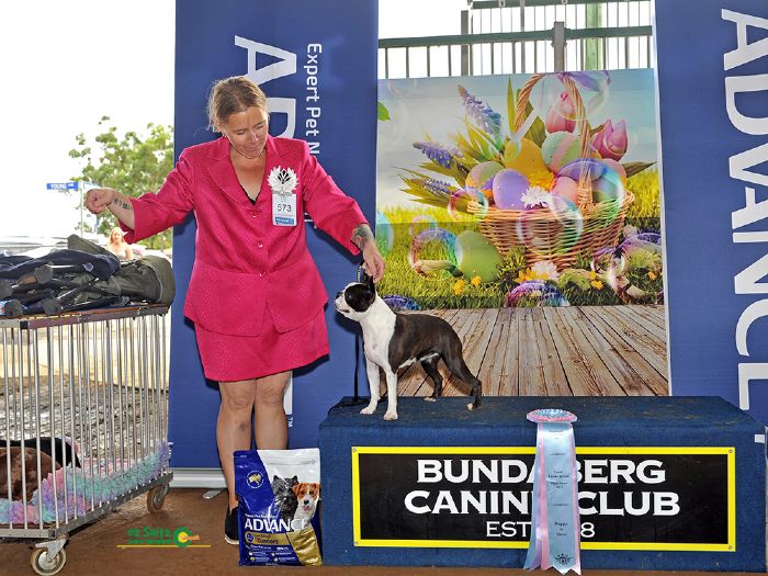 Aust Ch Merryjay Bostn Red Hot in Rio Boston Terrier