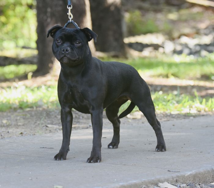 Toplace Shadow Dancer Staffordshire Bull Terrier