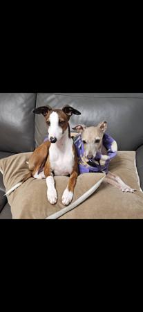 Italian Greyhound puppy for sale by 02MOZZIE