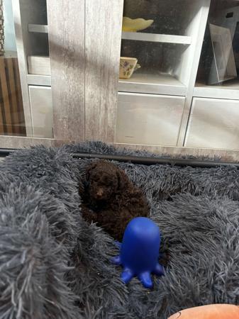 Poodle (Toy) puppy for sale by 2100083229