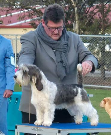 Tumtums Napoleon Petit Basset Griffon Vendeen