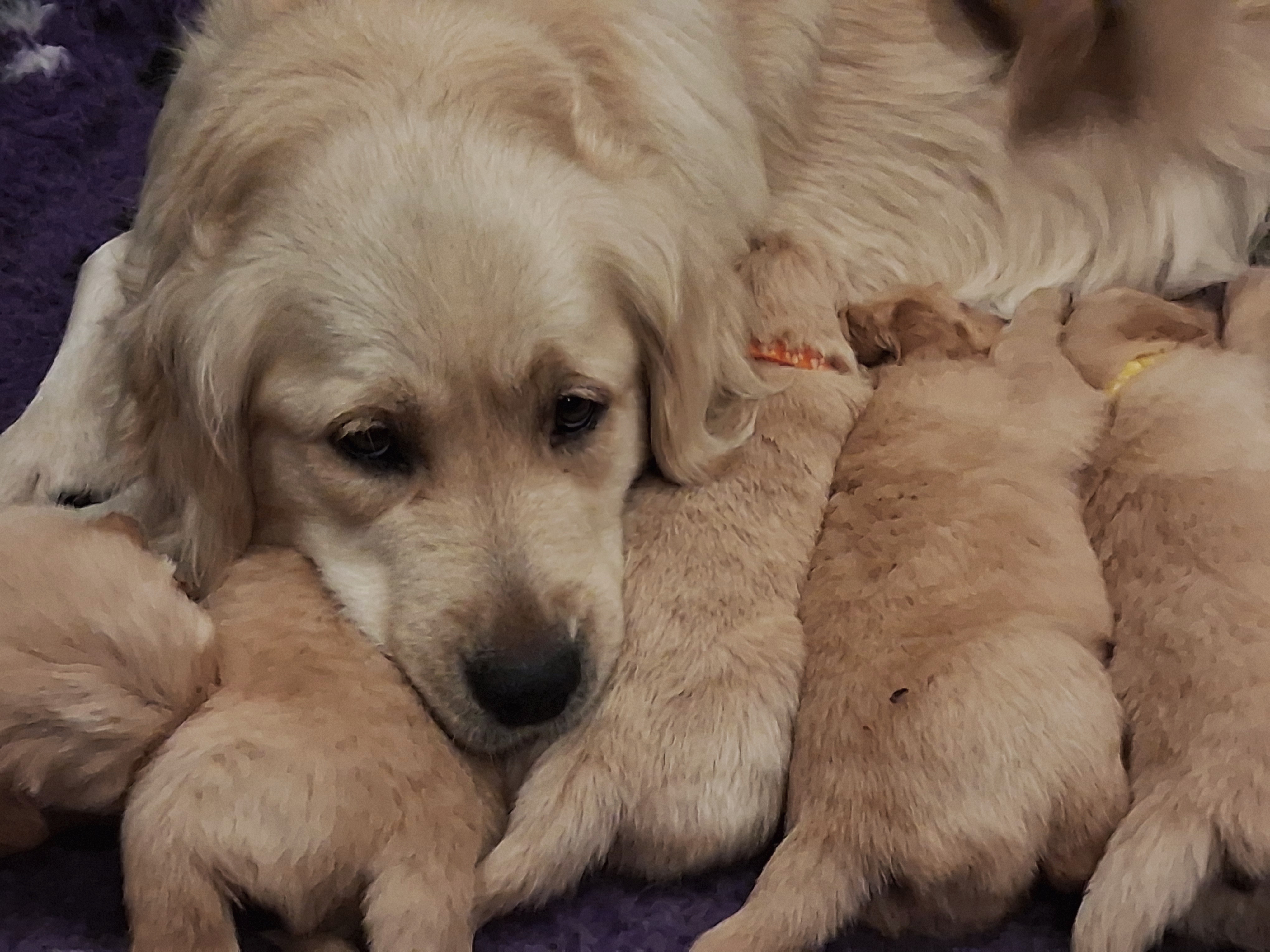 Golden Retriever puppy for sale by ABBYBELL