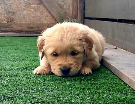 Golden Retriever puppy for sale by ABBYBELL
