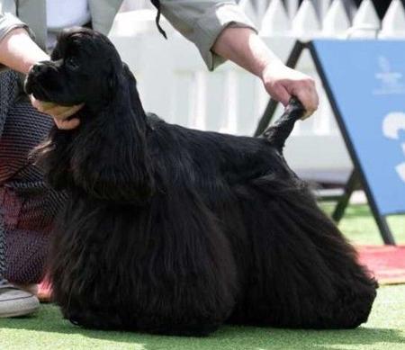 Cocker Spaniel (American) for sale by ABBYDAWN