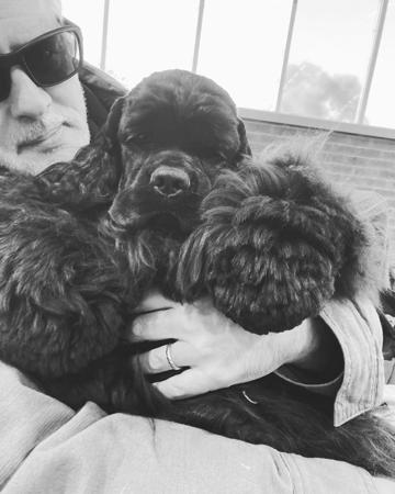 Cocker Spaniel (American) for sale by ABBYDAWN