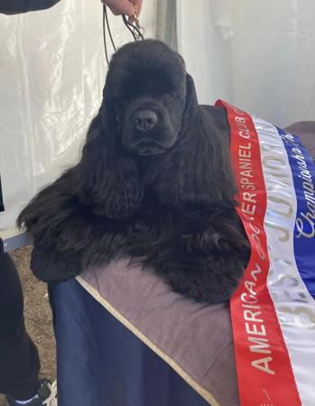 Cocker Spaniel (American) for sale by ABBYDAWN
