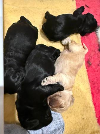 Cocker Spaniel (American) for sale by ABBYDAWN