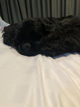 Cocker Spaniel (American) for sale by ABBYDAWN