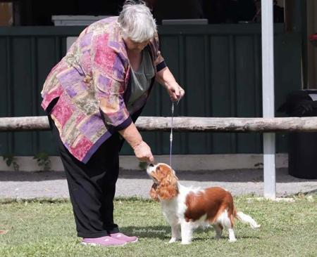 Aust CH Aberlour The Devil Wears Prada Cavalier King Charles Spaniel