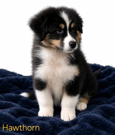 Australian Shepherd puppy for sale by ACAPPELIA