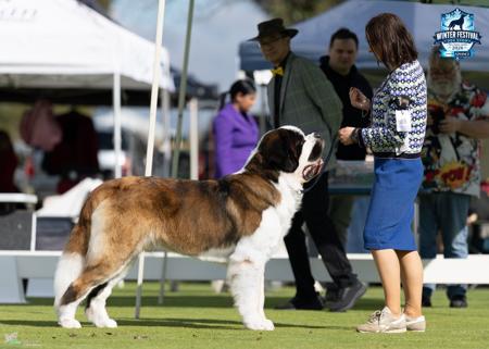 Australian Champion Multi BIS, RUBIS, BIG, BIG 2nd, CIS, CIG Accropolis Secretly Envious St Bernard