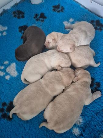 Labrador Retriever puppy for sale by ADACHAR