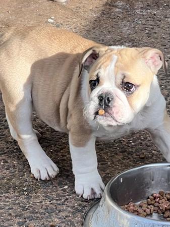 British Bulldog puppy for sale by ADAVENBULLS