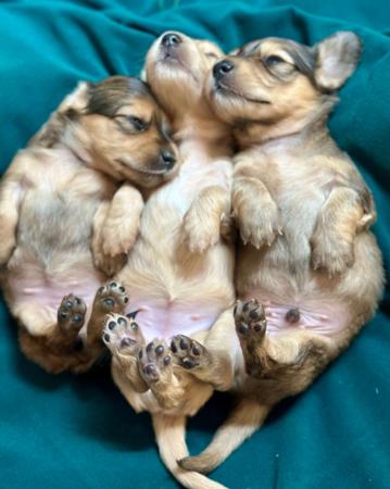 Dachshund (Miniature Long Haired) puppy for sale by ADORABLEDACS